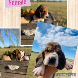 "Cinnamon female" Basset Hound Puppies from Little Patch of Heaven