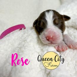 Rose - Red tri-color female Australian Shepherd puppy in Falmouth, Kentucky from Queen City Farm