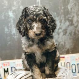 Midway - Merle male Goldendoodle puppy in Pasco, Washington from Camp Doodle Woods
