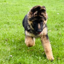 German Shepherd Puppies from T Double B LLC