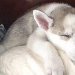 Pomskies from Sugar Pup Pomskies of Texas