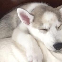 Pomskies from Sugar Pup Pomskies of Texas