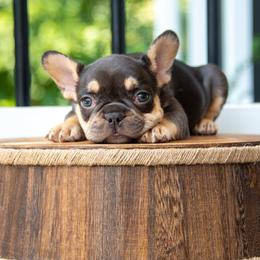 Belgian Malinois and French Bulldog Puppies from Hershel's