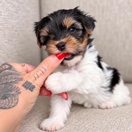 Oogie - Parti male Yorkshire Terrier puppy in Jacksonville, Florida from Yorktown Yorkies