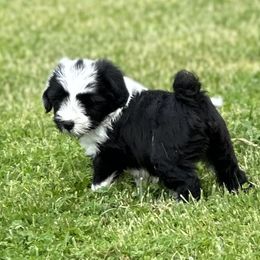 Bouvier des Flandres and Tibetan Terriers from Perrin Bouviers