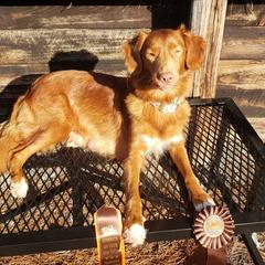 Bellbottom  - Nova Scotia Duck Tolling Retriever