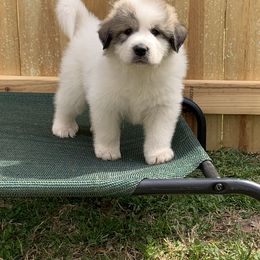 Great Pyrenees Puppies from Dancing Cloud Great Pyrenees