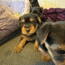 Bob - Black and tan male Yorkshire Terrier puppy in Lamar, Missouri from RJ’S Classy Yorkies