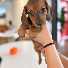 Boy 1 - Sable male Dachshund puppy in Miami, Florida from Marble Dachshunds
