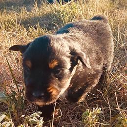 Ruffian - Black tri female Miniature Australian Shepherd puppy in Beaver, Utah from Renegade Point Stock Dogs
