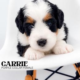 Carrie - Tri-color female Bernedoodle puppy in Tipton, Indiana from Country Creek Doodles