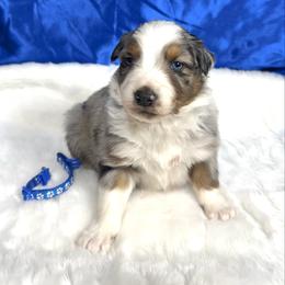 Tigger - Blue merle male Australian Shepherd puppy in Vail, Iowa from Homegrown Huskies