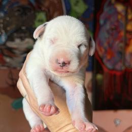 Male 4 - White and black male Dalmatian puppy in Lake Mathews, California from Bully Market