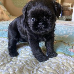 Girl 3 - Black Brussels Griffon puppy in Elkland, Missouri from Hawk Pond Brussels Griffon