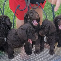 Poodles from Poodles in the Pines