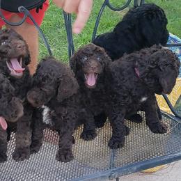 Poodles from Poodles in the Pines