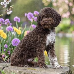 Hadley - Brown female Lagotto Romagnolo puppy in Seymour, Missouri from Terra Incognita