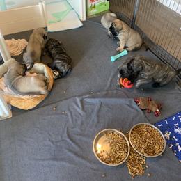 Cockapoo and Mastiff Puppies from SMC Mastiffs / Muddy Boots Doodles