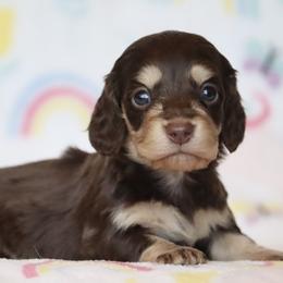Dorito - Chocolate and cream male Dachshund puppy in Cottage Grove, Oregon from Hidden Hills Dalmatians