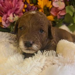 Royce - Red male Cavapoo puppy in Gunnison, Utah from Curls and Camo Pups