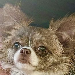  - Chihuahua