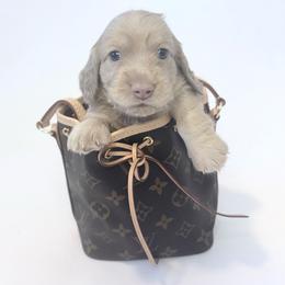 Zack Morris - Cream male Dachshund puppy in Perris, California from The Dach House
