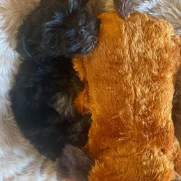 Havanese from Havanese Dogs of NC