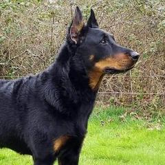 Monet - Beauceron