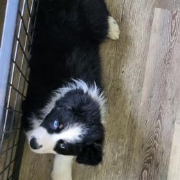 AKC Sasha - Black tri-color female Australian Shepherd puppy in Geneva, Florida from TGIF Doxies