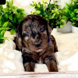 Miss Purple - Merle female Goldendoodle puppy in San Diego, California from Sensational Doodles