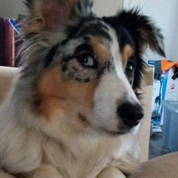 Australian Shepherds from Tranquil Pines