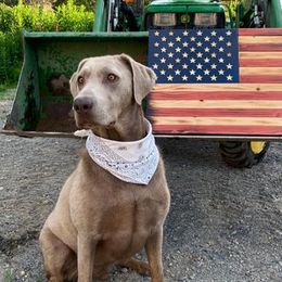 Dilute Retrievers from Ak Fetchin Labs