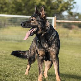 Vara - German Shepherd