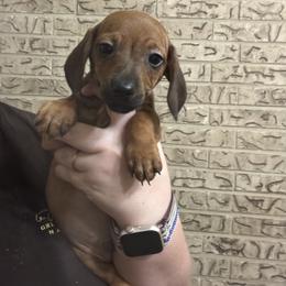 Striker - Wild boar male Dachshund puppy in Athens, Texas from County Road Puppies