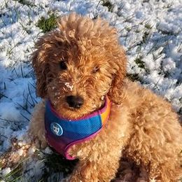 Border Collies and Poodles from Heidi Mendoza