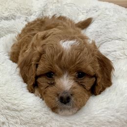Cavapoo Puppies from Coastal Cavapoos