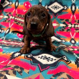 Zip - Brindle male Dachshund puppy in Cumberland, Wisconsin from Homestead Doxies & Shepherds LLC