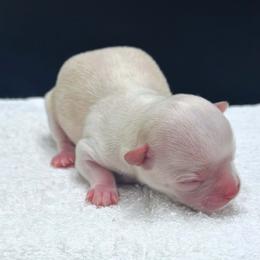 Cream and White Female - Cream and white female Chihuahua puppy in Lee Center, New York from Alfheim-Andromeda Chihuahua's (A &A's)