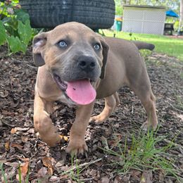 Bock Blue Collar - Fawn male Boerboel puppy in Florida from CLAD Guard Boerboels