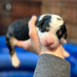 Girl 4 - Tri-color female Bernedoodle puppy in Kansas City, Missouri from Beary GoldenDoodles
