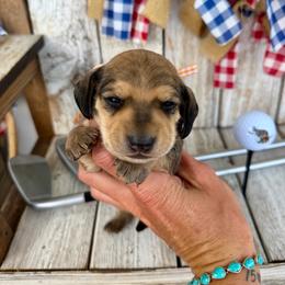 Birdie - Cream male Dachshund puppy in Middleton, Idaho from Doodle Doxie