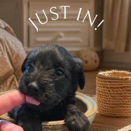 Pearl - Black and white female Schnoodle puppy in Arkansas from Harper's Pups