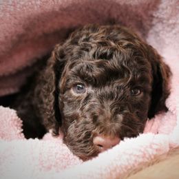 Poodle Puppies from Piccolo's Poodles