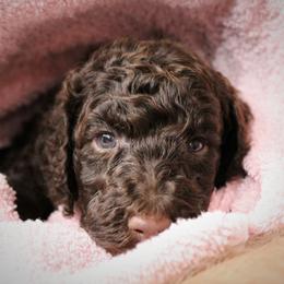 Poodle Puppies from Piccolo's Poodles
