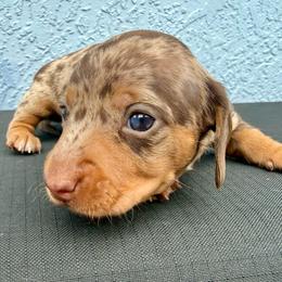 Chocolate dappled girl - Dapple female Dachshund puppy in Orlando, Florida from Weiner Wunderland of Central Florida