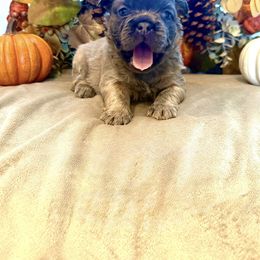 French Bulldog Puppies from Fun & Frenchie Free, LLC