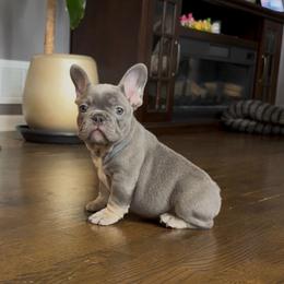 Brownie - Blue male French Bulldog puppy in Bolingbrook, Illinois from Flores Frenchies