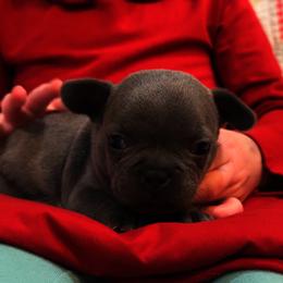 French Bulldog Puppies from Laurelwood Frenchies CA