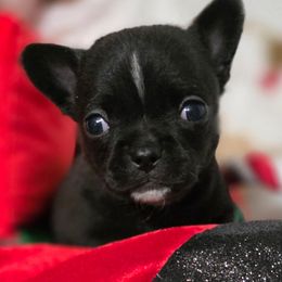 Anna Belle - Black and white female Chihuahua puppy in Amity, Pennsylvania from Rhoda and Verna