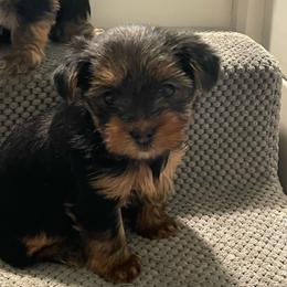 Carl Thomas - Black and tan male Yorkshire Terrier puppy in Beavercreek, Ohio from The Yorkie Den, LLC